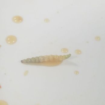 Happy Garden Chinese Restaurant - So gross. - Chinese Near Me - Mount Laurel, New Jersey