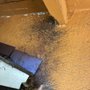 Photo of APX Pest Solutions