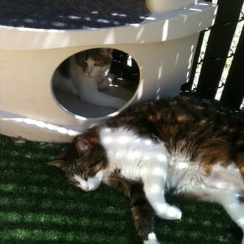 Valley Humane Society - Some of the pretty kitties up for adoption. - Animal Shelters Near Me - Pleasanton, California Valley Humane Society - Some of the pretty kitties up for adoption. - Animal Shelters Near Me - Pleasanton, California
