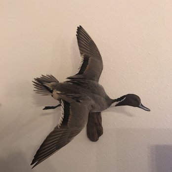 Just Birds - Duck - Taxidermy Near Me - Houston, Texas Just Birds - Duck - Taxidermy Near Me - Houston, Texas