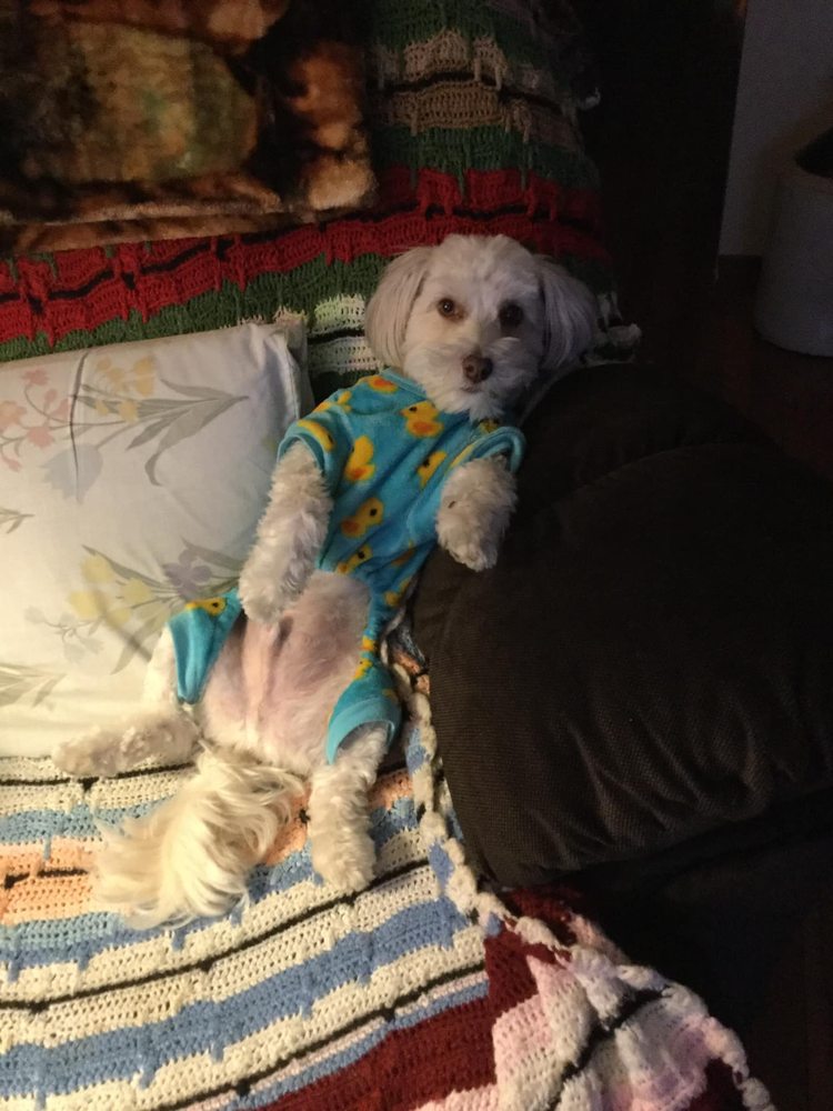 TLC VETERINARY CLINIC 3358 NY352, Corning, New York Veterinarians