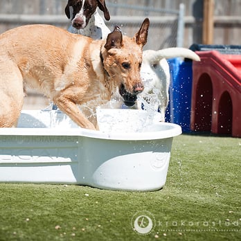 Ruffin'It Resort - Chance says his favoirite pastime (one of many)  is diving for kongs in the pool - Pet Sitting Near Me - Madison, Wisconsin