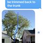 Photo of Carlos Tree Service