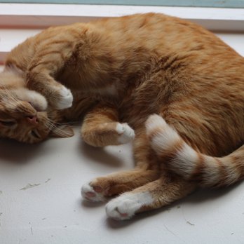 Cat Town - Sunbathing Kitty! - Animal Shelters Near Me - Oakland, California