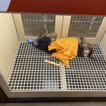 Petland Tulsa - dogs - Pet Stores Near Me - Tulsa, Oklahoma