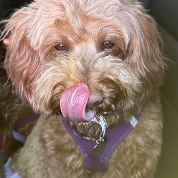 Veterinary Emergency Group - Enjoying a well-deserved (very small) pup cup. - Emergency Pet Hospital Near Me - Oceanside, California Veterinary Emergency Group - Enjoying a well-deserved (very small) pup cup. - Emergency Pet Hospital Near Me - Oceanside, California