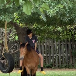 Kids Party Pals - Pony Party Horse in training