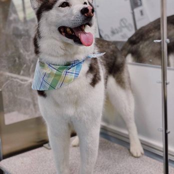 Posh Paws Mobile Spa - Pet Groomers Near Me Posh Paws Mobile Spa - Pet Groomers Near Me