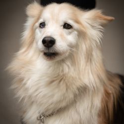 Brent C. Lay, DDS - Jasper our mascot!