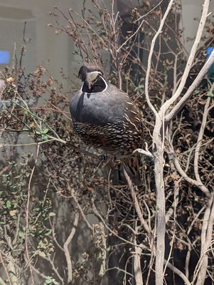 Santa Cruz Museum of Natural History by null