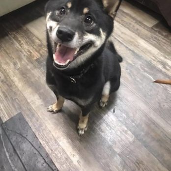 Good Dog - Dexter- His first day at Four Paws - Pet Sitting Near Me - Lombard, Illinois