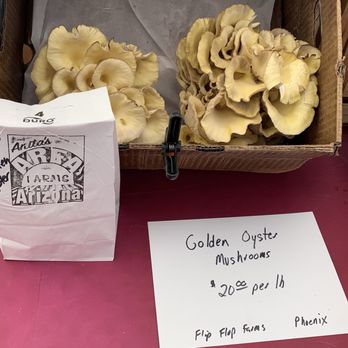 Uptown Farmers Market - Fresh mushrooms December 2024 - Farmers Market Near Me - Phoenix, Arizona