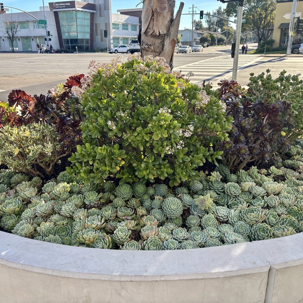 MoonTea - Outside - Coffee & Tea Near Me - Sunnyvale, California MoonTea - Outside - Coffee & Tea Near Me - Sunnyvale, California