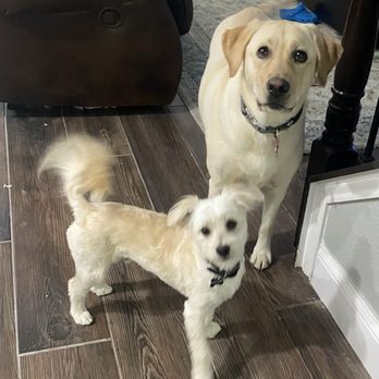 Beau's Bath House & Doggie Spa - Happy pups!!!! - Pet Groomers Near Me - Denton, Texas Beau's Bath House & Doggie Spa - Happy pups!!!! - Pet Groomers Near Me - Denton, Texas