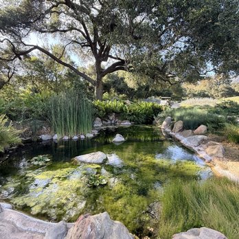 Santa Barbara Botanic Garden - Pond not far from entrance - Botanical Gardens Near Me - Santa Barbara, California Santa Barbara Botanic Garden - Pond not far from entrance - Botanical Gardens Near Me - Santa Barbara, California