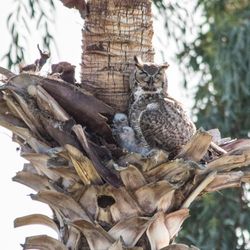 Pueblo El Mirage RV Resort - Roberts Resorts - Resident owls