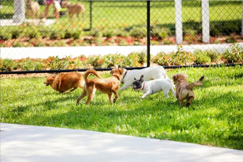 The Dog Wizard - pet boarding facility in Twin Cities, MN
