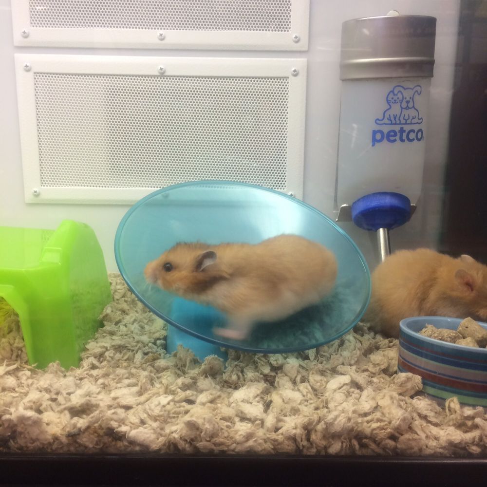 Hamsters Hamsters