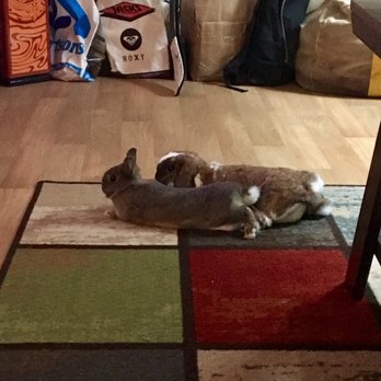 Rabbit Rescue - Animal Shelters Near Me - Paramount, California