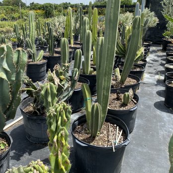 JM Nursery - Nurseries & Gardening Near Me - Miami, Florida