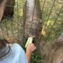 Fort Rickey Discovery Zoo
