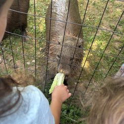 Fort Rickey Discovery Zoo