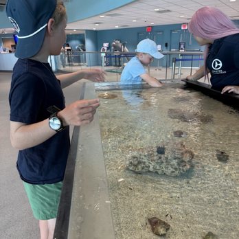 Clearwater Marine Aquarium - 3 items in greeting tank after ticket counter for kids to look at - Aquariums Near Me - Clearwater, Florida