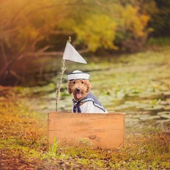Knudawn Southern Goldendoodles & K9 Training - Pet Breeders Near Me Knudawn Southern Goldendoodles & K9 Training - Pet Breeders Near Me