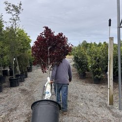 Shade Trees Nursery - Taking my tree Thundercloud Flowering Plum