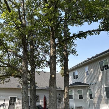 Tree Keepers - 4 oak trees - Tree Services Near Me Tree Keepers - 4 oak trees - Tree Services Near Me