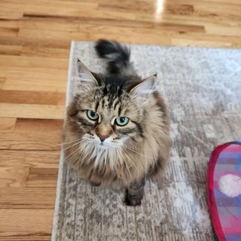 Leash On Love - Pet Sitting Near Me Leash On Love - Pet Sitting Near Me