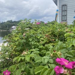 Changing Tides - Great little gift shop in Appanoug Cove