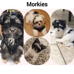 Loraine's Angels With Paws