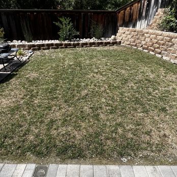 Johnny's Landscape & Maintenance - Dying grass. - Landscaping Near Me - Spring Valley, California Johnny's Landscape & Maintenance - Dying grass. - Landscaping Near Me - Spring Valley, California