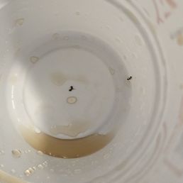 Dead ants in my cup