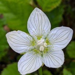 Bear Track Inn - One of the many flowers we saw on our hike right near the lodge.  There are many hiking trails nearby.