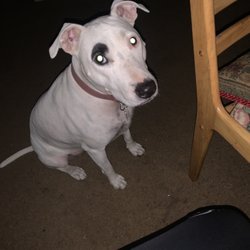 Posada Veterinary Hospital and Surgery Center - Ruby thanks you for your treatment!