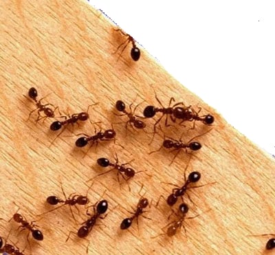 Pest Control Service - We remove any and all insects and bugs, including ants, spiders, bees, wasps, and termites! Pest Control Service - We remove any and all insects and bugs, including ants, spiders, bees, wasps, and termites!