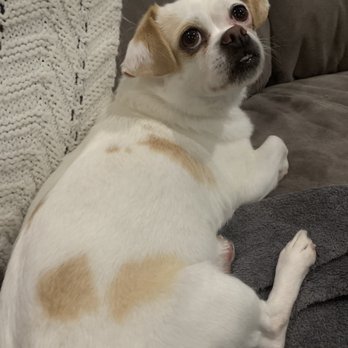 Petco - Super happy girl after her spa day! - Pet Training Near Me - Corona, California