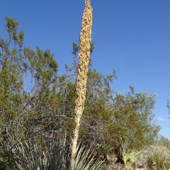 Desert Botanical Garden - Botanical Gardens Near Me - Phoenix, Arizona Desert Botanical Garden - Botanical Gardens Near Me - Phoenix, Arizona