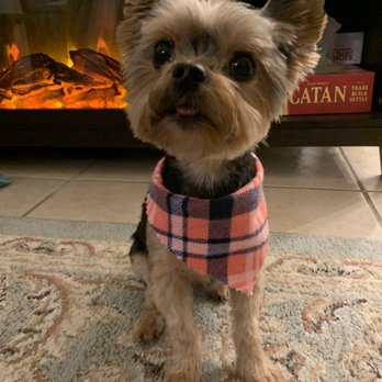 Bravado Dog Grooming - Yorkie cut - Pet Groomers Near Me - Austin, Texas