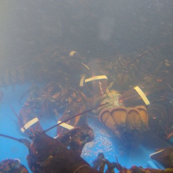Star Market - Prime example of what I mean...DO NOT buy your lobster here - Grocery Near Me - Somerville, Massachusetts