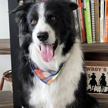 Allegiance K-9 - Happy Dog - Pet Groomers Near Me Allegiance K-9 - Happy Dog - Pet Groomers Near Me