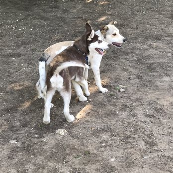 Wagging Tail Dog Park - Puppies! - Dog Parks Near Me - Dallas, Texas Wagging Tail Dog Park - Puppies! - Dog Parks Near Me - Dallas, Texas