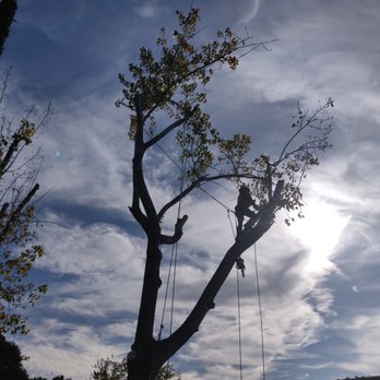 4 Seasons Tree Services - Tree Services Near Me 4 Seasons Tree Services - Tree Services Near Me