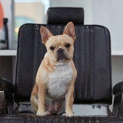 Jets Barbershop - Our CFO (Chief Frenchie Officer)