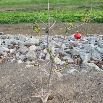 Alameda Creek Trail - A Charlie Brown Christmas Tree, Dec 20, 2021 - Hiking Near Me - Fremont, California Alameda Creek Trail - A Charlie Brown Christmas Tree, Dec 20, 2021 - Hiking Near Me - Fremont, California