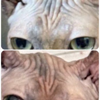 Animal Foundation - Animal Shelters Near Me - Las Vegas, Nevada Animal Foundation - Animal Shelters Near Me - Las Vegas, Nevada