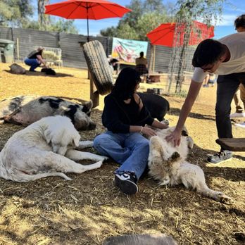 SoCalMiniPigs - Petting area with some animals - Pet Breeders Near Me - Valley Center, California
