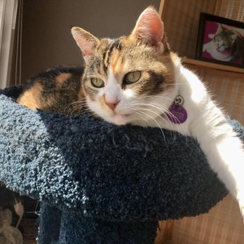 Your Cat's Companion - Marsha - Pet Sitting Near Me Your Cat's Companion - Marsha - Pet Sitting Near Me